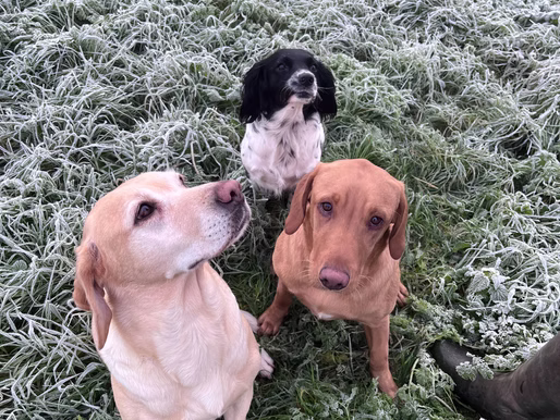 6 Tips for when walking your pooch in the winter